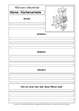 Pflanzensteckbriefvorlage-Küchenschelle-SW.pdf